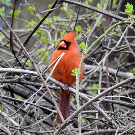 Northern Cardinal On Branch Stock Photo Image Of Male Perched 114257082
