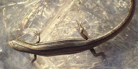 Skinks Set Their Sex In Three Ways Genes Temperature And Egg Size