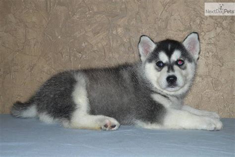 Purebred huskies are incredibly smart, strong and playful companion pets, with a strong interest in physical. Siberian Husky puppy for sale near Lake Of The Ozarks, Missouri | 35245895-9c31