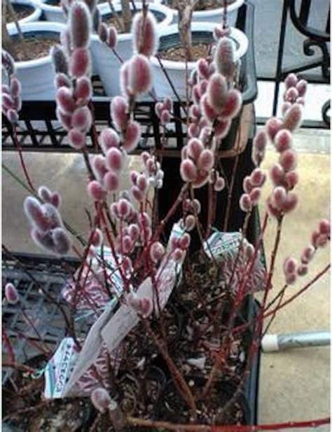 pink pussy willow cuttings plants japanese mt aso plant live etsy