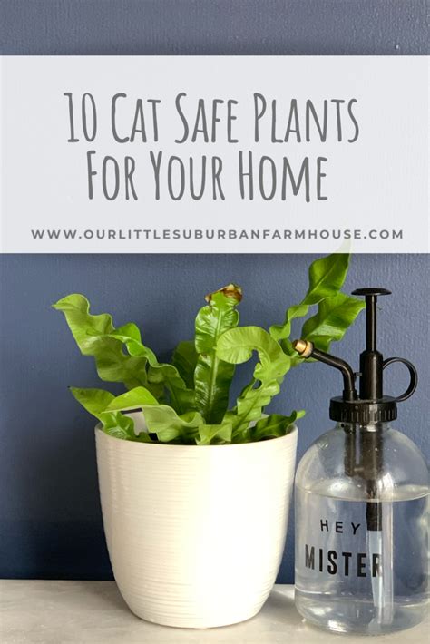 If you're like most feline folks, you've sacrificed having any plants inside your home for the health and safety of your cat (and for the sake of the plant). 10 Cat safe plants for your home - Our Little Suburban ...