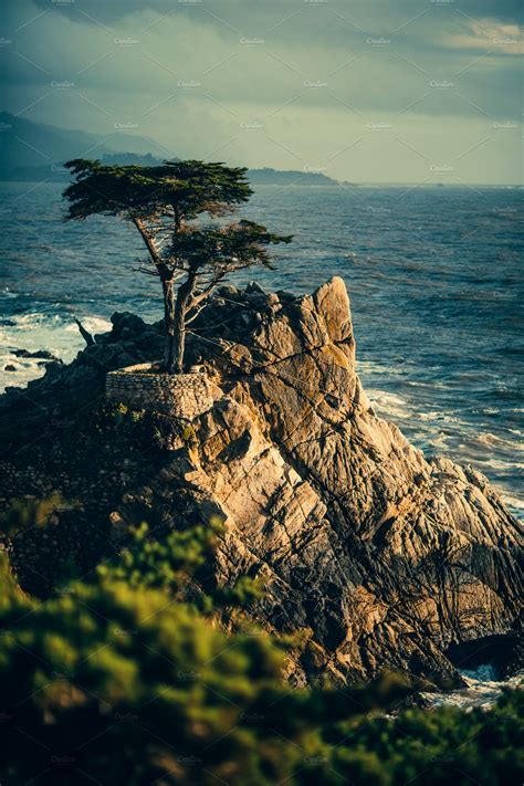 California Lone Cypress Tree Stock Photo Containing Cliffs And Ocean