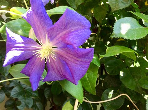 Emailwould you like to receive burncoose newsletters? Clematis 'Perle d 'Azur' - Clematis 'Perle d 'Azur ...