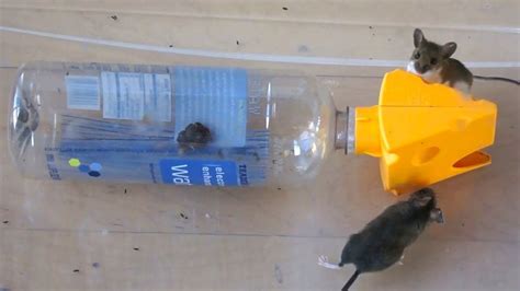 Catching 2 Mice In A Plastic Bottle Youtube