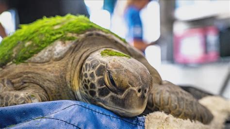 Lefty The Sea Turtle Returns To The Ocean After A Year Of Rehab At