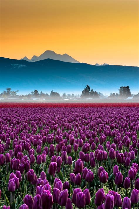 Skagit Valley Tulips And Mt Baker Portrait Valley Of Flowers Nature