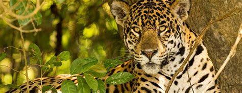 Ecotourism And Wildlife Safaris In Brazil Brazil Nature Tours