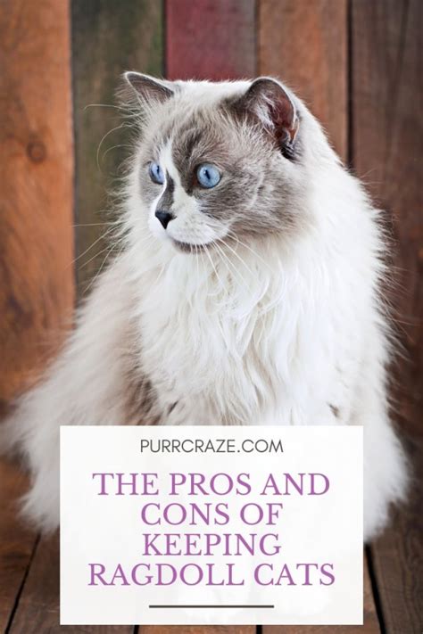 Everything You Need To Know About Ragdoll Cats Your Beautiful Good