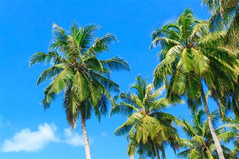 When How To Prune Palm Trees Guide Tv Acres