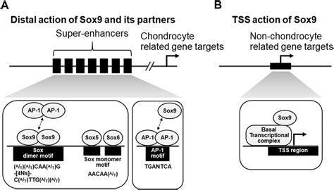 a model for the action of sox9 and its partners on the chondrocyte download scientific diagram