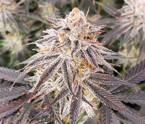 Gwe Ready To Harvest Cannabis Picture Gallery Better Yields