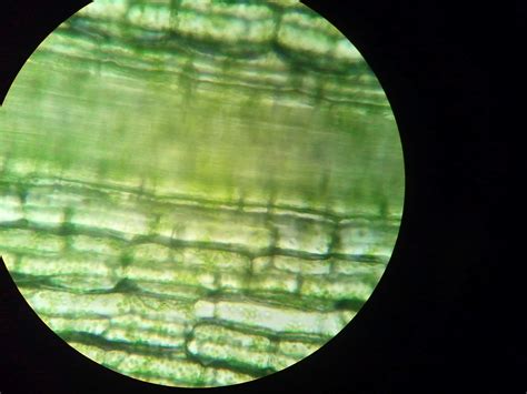 Animal Cell And Plant Cell Under Microscope General Structure Of An