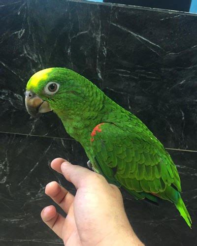 Carl Yellow Crowned Amazon Parrot For Sale Swift Parrots Farm