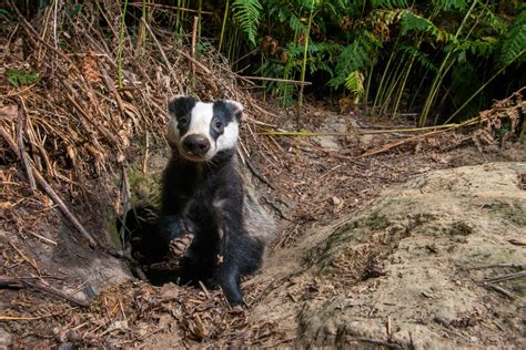 Englands Badger Cull Explained A Photo Story