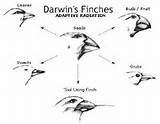 Variation Darwins Theory Evolution Photos
