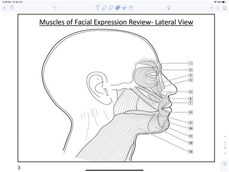 Chpt 4 Muscles Of Facial Expression Lateral View Diagram Quizlet