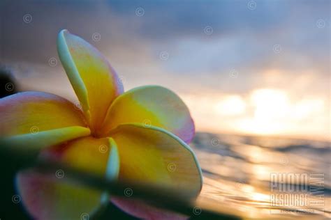 Plumeria Floating In The Ocean At Sunset Plumeria Tropical Flowers