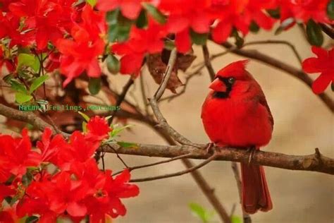 Beautiful Red Birds Red Birds Backyard Birds