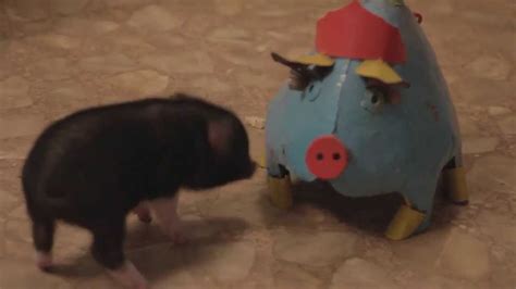 Piggy Tales 04 Mini Pot Belly Pig Ebenezer Funny Tricks Playing With