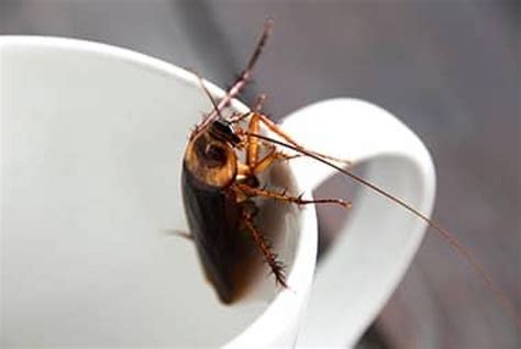 What harm do cockroaches bring to homes/offices? What to do About Roaches or Cockroaches | The Tick and ...