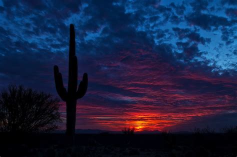 Wallpaper Tucson Arizona Cactus Night Sky 2000x1328 Wallhaven