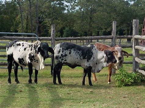 New Additions To Our Sardo Negro Brahman Herd At The Vhr Ranch In