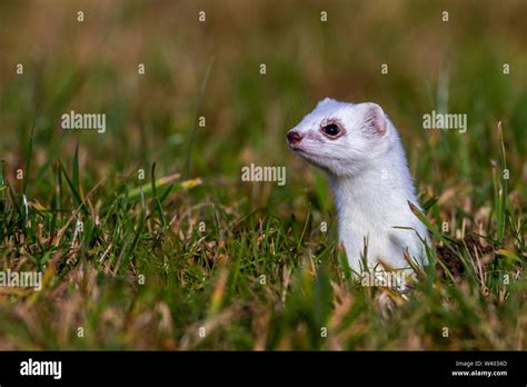 Stoat Short Tailed Weasel Hermelin Mustela Erminea Stock Photo Alamy