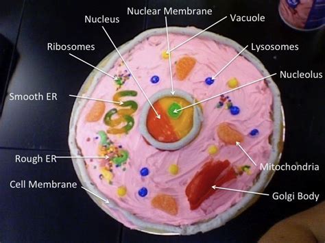 Trash cans are similar to lysosomes because trash cans get rid of unwanted waste in the same way lyosomes break breakdown proteins, lipid, carbohydrate and old organelles. room233 - Fruit Roll-Ups | Animal cell project, Animal ...