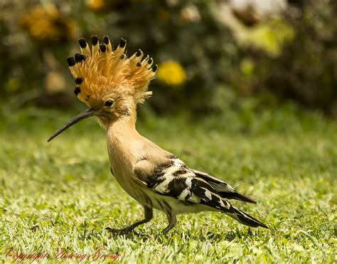 Hoopoe The Hoopoe Upupa Epops Is A Colourful Bird That I Flickr