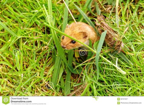 Stoat Or Short Tailed Weasel Stock Image Image Of Grass