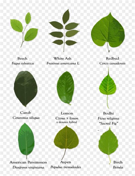 10 Different Types Of Leaves
