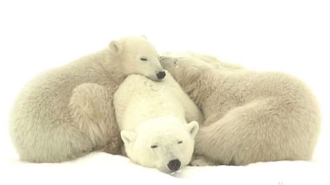 Protecting Alaskas Arctic Marine Mammals The Pew Charitable Trusts