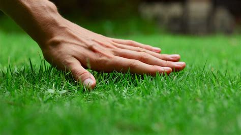 Most Trusted Lawn Care Company In Mansfield Wooster Strongsville And Nearby Areas In Ohio Free