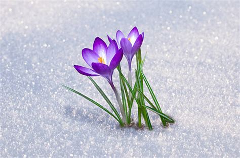 Best Crocus In Snow Stock Photos Pictures And Royalty Free Images Istock