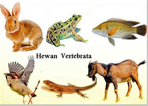 Apa Itu Hewan Vertebrata Homecare24