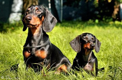 Here Is A Good Picture Of The Size Comparison Of A Standard Dachshund