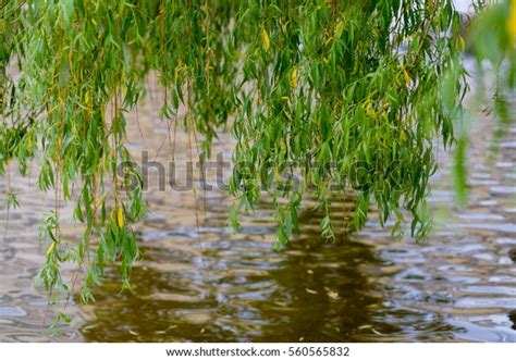 Weeping Willow Tree Branch Hanging Over Stock Photo Edit Now 560565832