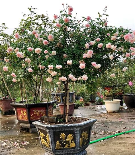 Hoa Hồng Thân Gỗ Tree Rose Cây Nguyên Bản Hay Cây Ghép Kivibara