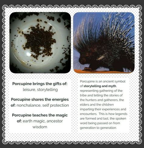 Porcupine Symbolism In Tea Leaves Reading Tea Time And Tarot With Té