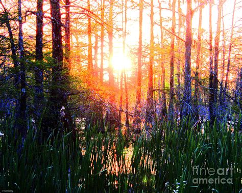 Swamp Shine Digital Art By Lizi Beard Ward Fine Art America