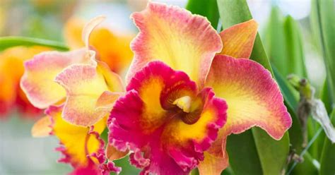 Growing Vanda Orchid Learn About The Care Of Vanda Orchids Artofit