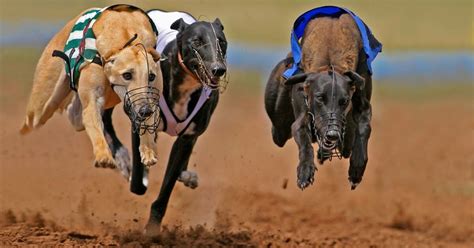 Arizona To Ban Greyhound Racing By End Of 2016 Petguide