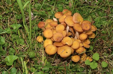 Types Of Mushrooms Found In Georgia Wsmbmp