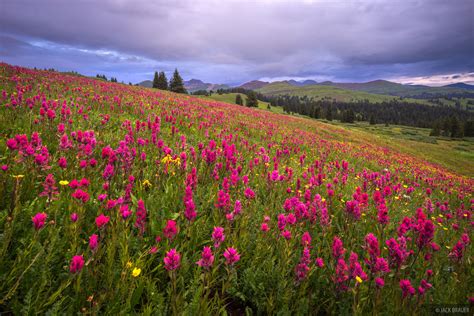 Wildflower Wonderland Mountain Photography By Jack Brauer