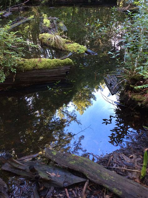 Beautiful Pond In The Forest By Shirley Mitchell Pond Forest Sea Ranch