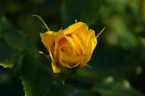 6016x4000 Rose Blurred Yellow Flowers Wallpaper Coolwallpapersme