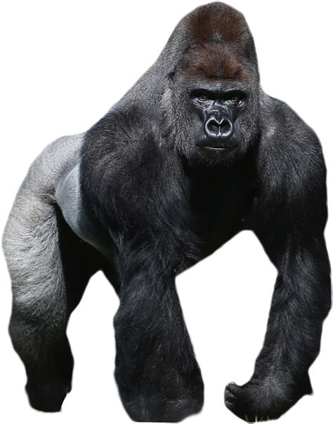 Download Gorilla Png Full Size Png Image Pngkit