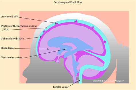 Cerebrospinal Fluid Flow Cary Center For Craniosacral Therapy Llc