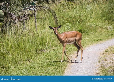 Young Antelope Crossing Pathway In Game Reserve Stock Image Image Of