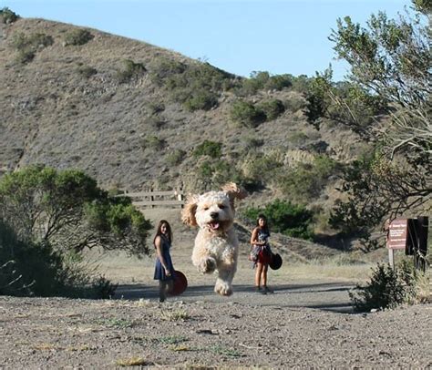 43 Perfectly Timed Photos That Turn Dogs Into Giants Artofit
